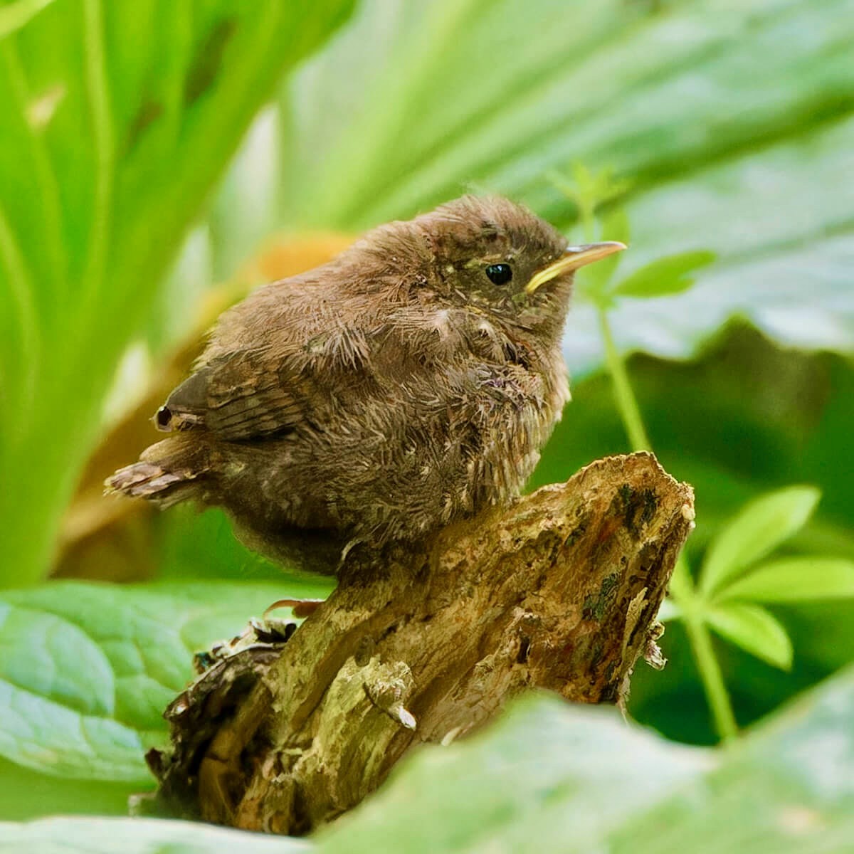Winter Wren by Bob Scheidt; Cornell Lab of Ornithology | Macaulay Library.